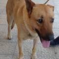 Pippo