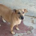 Ambra